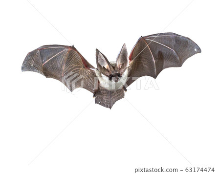 Flying Grey long eared bat isolated on white Flying Grey long eared bat isolated on white 63174474