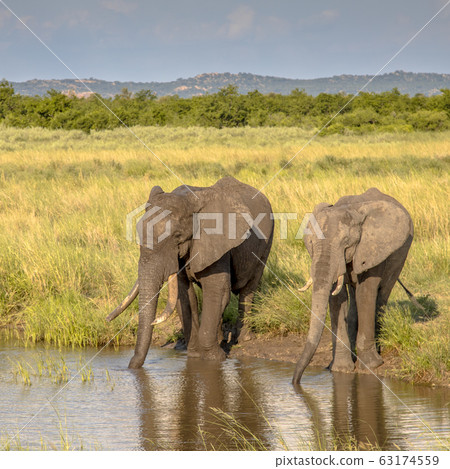 Two African Elephants drinking square 63174559