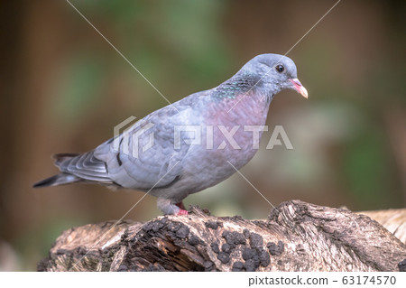 Stock dove in forest 63174570