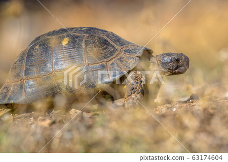 Marginated tortoise vegetation 63174604