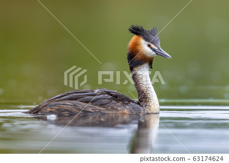 Great Crested Grebe waterfowl 63174624