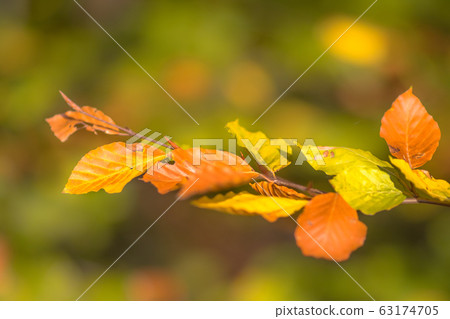 Brown and yellow Autum leaves of Beech Brown and yellow Autum leaves of Beech 63174705