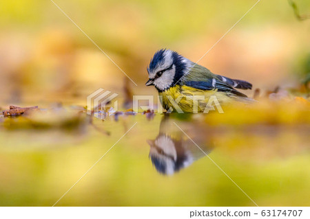 Blue tit in water yellow background Blue tit in water yellow background 63174707
