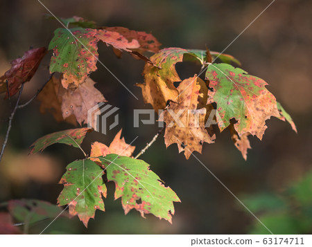 Autumnal colored oak leaves dark Autumnal colored oak leaves dark 63174711