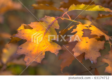 Autumnal colored oak leaves Autumnal colored oak leaves 63174712