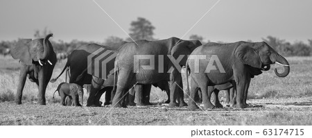 African Elephants group BW 63174715