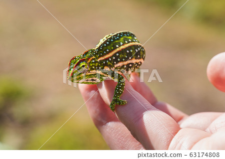 Tiny Jewelled Campan chameleon - Furcifer campani 63174808