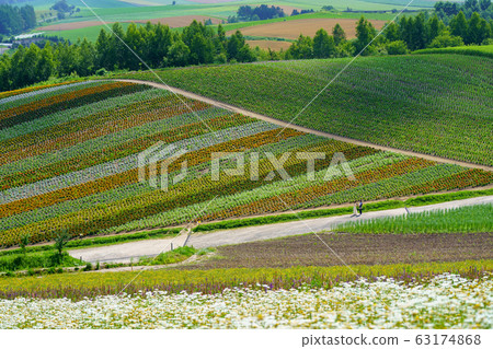 Flower garden in Hokkaido 63174868