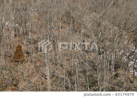 Early spring bushes-Road Station Kirara 289 @ Minamiaizu Town, Fukushima Prefecture 63174979