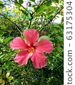 Hibiscus 63175304