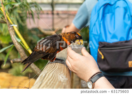 Dusky Lory,Pseudeos fuscata at Woburn Safari Park Dusky Lory,Pseudeos fuscata at Woburn Safari Park 63175603