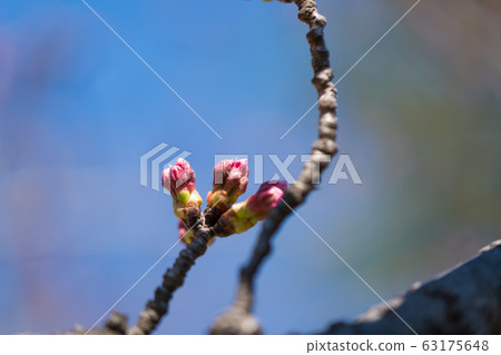 [Yoshino Somei] 63175648