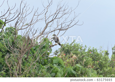 Wild bird / Hawk 63175693