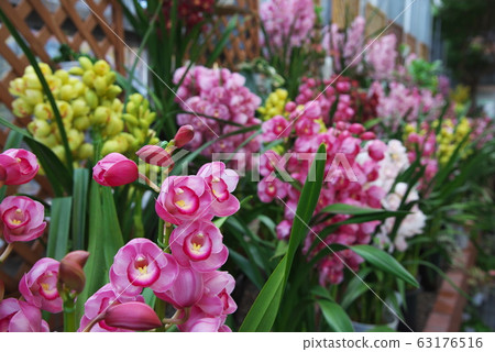 Symbidium Various Symbidium Various 63176516