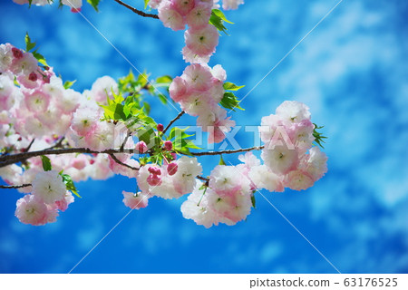 Double cherry blossoms 63176525