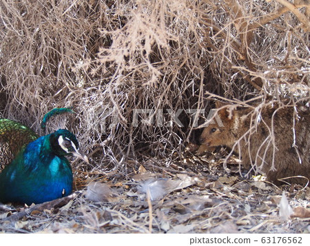 Quokka and Peafowl 63176562