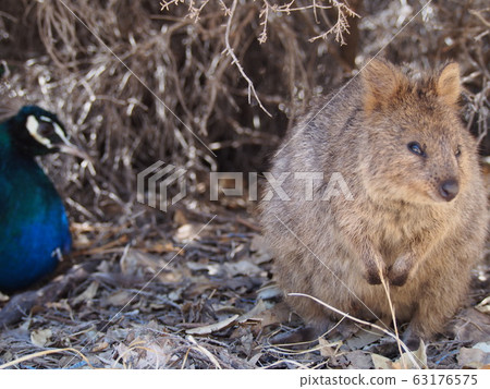 Quokka和孔雀 63176575