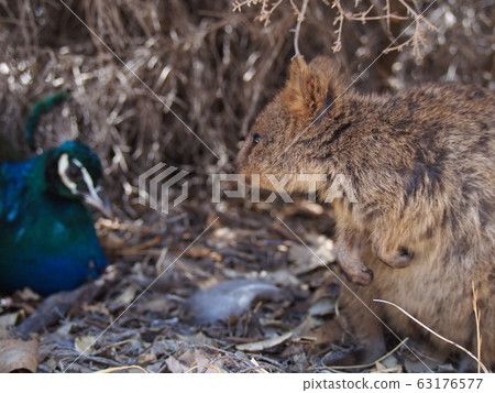 Quokka and Peafowl Quokka and Peafowl 63176577