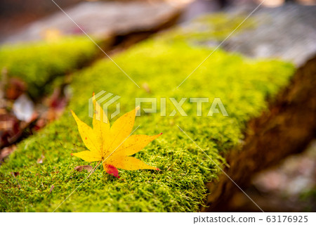 Autumn yellow leaves image 63176925