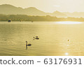 Silhouette white swan on Luzern lake with sightseeing vessel and mount Rigi background in Switzerland in summer and sunrise reflect 63176931