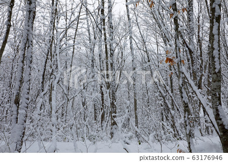 Snow falls on thicket forests Tadami Town, Fukushima Prefecture 63176946