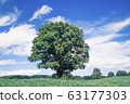 A tree in the prairie 63177303