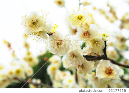 Plum blossom Plum blossom 63177356