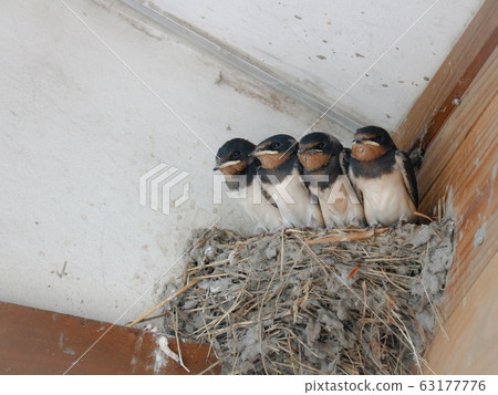 Swallow's baby 63177776