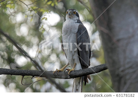 Front view of a northern goshawk 63178182