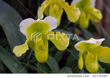 Close up Shot of Lady Slipper Orchid,Paphiopedilum Callosum in the Garden. 63178360