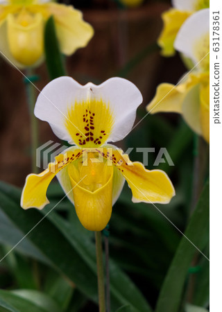 Close up Shot of Lady Slipper Orchid,Paphiopedilum Callosum in the Garden. Close up Shot of Lady Slipper Orchid,Paphiopedilum Callosum in the Garden. 63178361