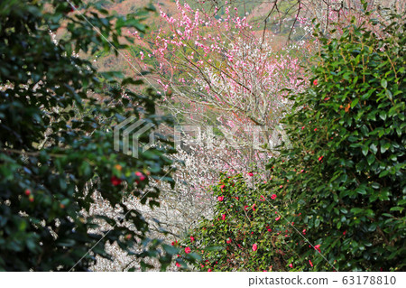 湯河原Bai林046 63178810