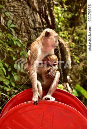 Wild monkey parent and child 1 (at Batu Cave, Malaysia) Wild monkey parent and child 1 (at Batu Cave, Malaysia) 63179668