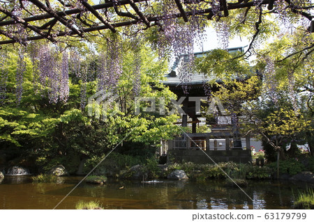 Bell tower and wisteria trellis of Nishiarai Daishi and Sojiji Temple (Adachi Ward, Tokyo) 63179799