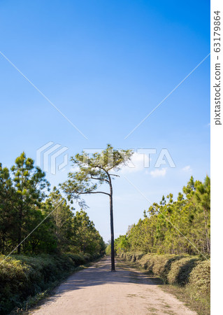 pine tree on Phu Kradueng mountain 63179864