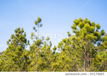 pine tree on Phu Kradueng mountain pine tree on Phu Kradueng mountain 63179865