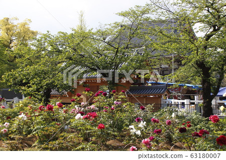 Nishiarai Daishi and Sojiji Temple Botanical Garden (Adachi Ward, Tokyo) 63180007