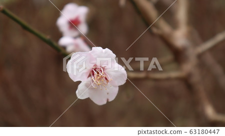 粉紅梅花 粉紅梅花 63180447