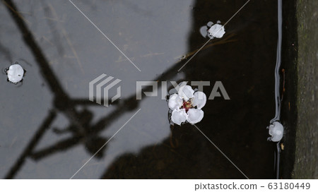 Pink plum floating on the water Pink plum floating on the water 63180449