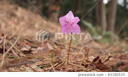 Young Rhododendron Greeting the Sprout in Front Young Rhododendron Greeting the Sprout in Front 63180535