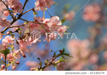 春天櫻花櫻花櫻花 春天櫻花櫻花櫻花 63180574