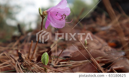 美好的年輕杜鵑花 63180625