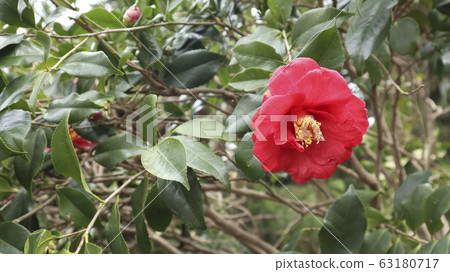 Camellia flower with full bloom 63180717