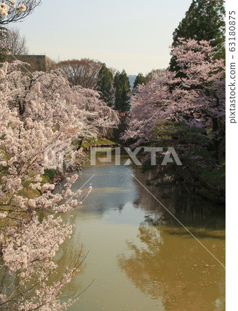 上田城跡公園護城河櫻花 上田城跡公園護城河櫻花 63180875