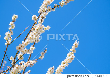 梅花和藍天奈良白梅月月 梅花和藍天奈良白梅月月 63180963