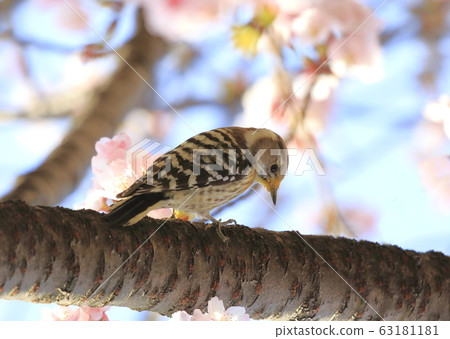 Kogella perching on a cherry tree 63181181