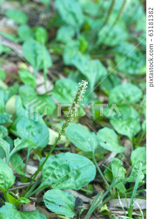 Oyako, Plantain, Car foreflower, Shazensou (scientific name: Plantago asiatica) 63181382