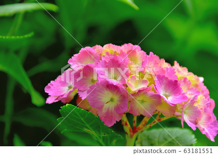 hydrangea hydrangea 63181551