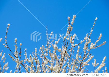 白梅花和藍天廣角副本空間 63181566