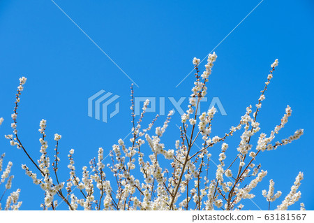 白梅花和藍天廣角副本空間 63181567